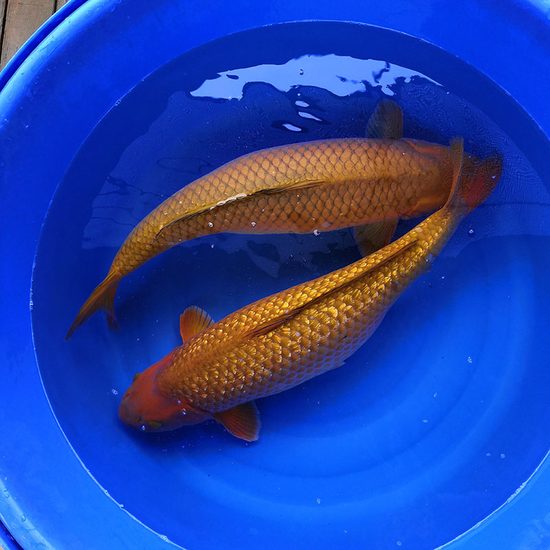 池养锦鲤水质管理与日常养护