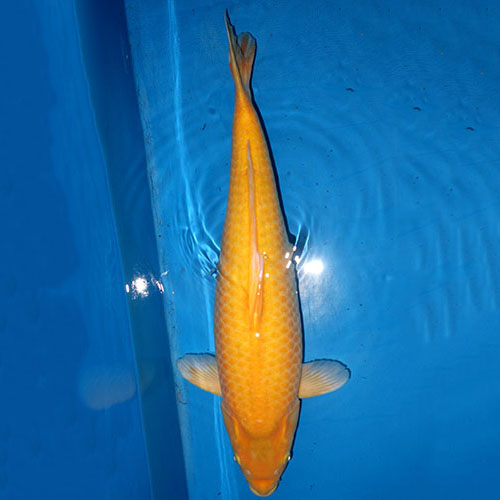 如何挑选一条有潜力的景观锦鲤？