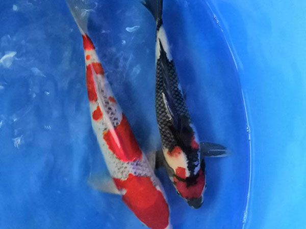 水中宝石游动的艺术品